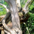 Acacia heterophylla Tamarin des hauts Fabaceae Endémique La Réunion 1133.jpeg